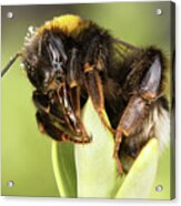 Close Up Of An Earth Bumblebee Acrylic Print