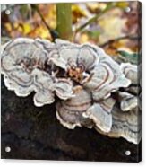 Close-up Of Fungi Growing On Tree Trunk Acrylic Print