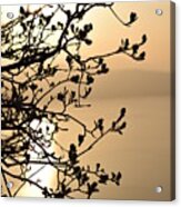 Close-up Of Silhouetted Branches Against Sunset Acrylic Print