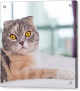 Close Up Portrait Of A Scottish Fold Cat On Bed Looking At Camera Acrylic Print