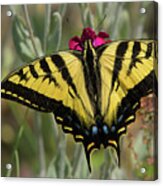 Close-up Western Tiger Swallowtail Acrylic Print