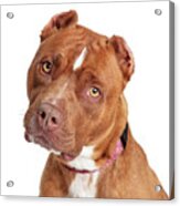 Closeup Beautiful Brown Staffordshire Terrier Dog Acrylic Print