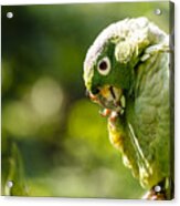 Closeup Of A Green Parrot In A Bird Park In North Peru/ Tarapoto/ Peru/ South America Acrylic Print