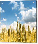 Closeup Of Golden Wheat Ears In Field In Summer Season Acrylic Print