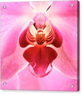 Closeup Of Pink Orchid Flower Acrylic Print