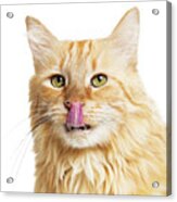Closeup Orange Hungry Cat Over White Acrylic Print