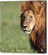 Closeup Profile Large Male Lion Walking Acrylic Print