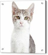 Closeup Young Attentive Gey Cat Acrylic Print