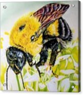 Clover Bee Acrylic Print