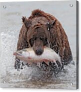 Coastal Brown Bear With Salmon Iii Acrylic Print