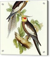 Cockatoo Parakeet, Nymphicus Novae Hollandiae Acrylic Print