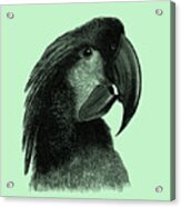 Cockatoo Portrait Acrylic Print