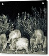 Collared Peccary Or Javelina Herd  At Night Acrylic Print