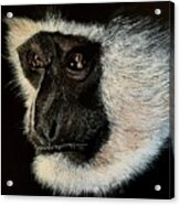 Colobus Monkey Acrylic Painting On A3 Black Art Card Acrylic Print