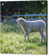 Colonial Lamb In Tall Grass Acrylic Print