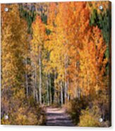 Colorado Fall Colors Acrylic Print