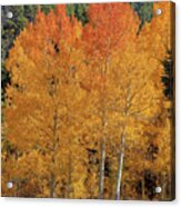 Colorado Fall Colors Acrylic Print