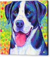 Colorful Bicolor Dog With Rainbow Colors Acrylic Print