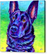 Colorful Black German Shepherd Dog Acrylic Print