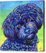 Opalescent - Black Toy Poodle Acrylic Print