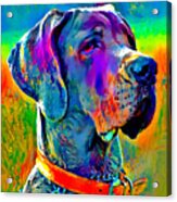 Colorful Great Dane Portrait - Digital Painting Acrylic Print