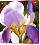 Colorful Iris Acrylic Print