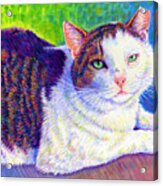 Colorful Pet Portrait - Mc The Cat Acrylic Print