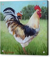 Colorful Rooster And Red Barn Landscape And Scene By Cheri Wollenberg Acrylic Print