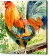 Colorful Rooster Acrylic Print