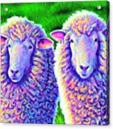 Colorful Sheep Portrait - Charlie And Curtis Acrylic Print