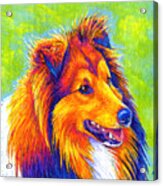 Colorful Shetland Sheepdog Acrylic Print