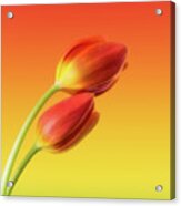 Colorful Tulips Acrylic Print