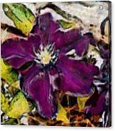Colourful Clematis #2 Acrylic Print