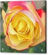 Colourful Rose Acrylic Print