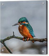 Common Kingfisher, Acedo Atthis, Sits On Tree Branch Watching For Fish Acrylic Print