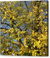 Common Lime In Autumn Acrylic Print