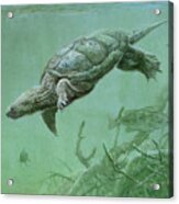Common Snapping Turtle Acrylic Print