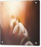 Common Snowdrop At Sunset. Magic Flower Sprouting From The Soil Acrylic Print
