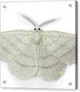 Common White Wave Moth Acrylic Print