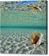 Conch Reflection Acrylic Print