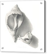 Conch Shells Acrylic Print