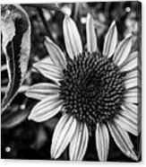 Coneflower In Black And White Acrylic Print