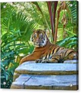 Conrad, Sumatran Tiger - Panthera Tigris Sumatrae Acrylic Print
