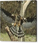 Cooper's Hawk In Motion-a-1 Acrylic Print