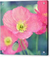 Coral Poppies Acrylic Print