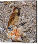 Coral Rest Area Acrylic Print