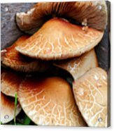 Corner 'shrooms Acrylic Print