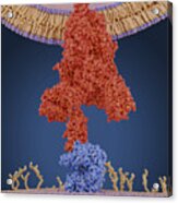 Coronavirus Spike Protein And Receptor, Illustration Acrylic Print