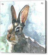 Cottontail Rabbit Acrylic Print