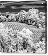 Country Field In Infrared Acrylic Print